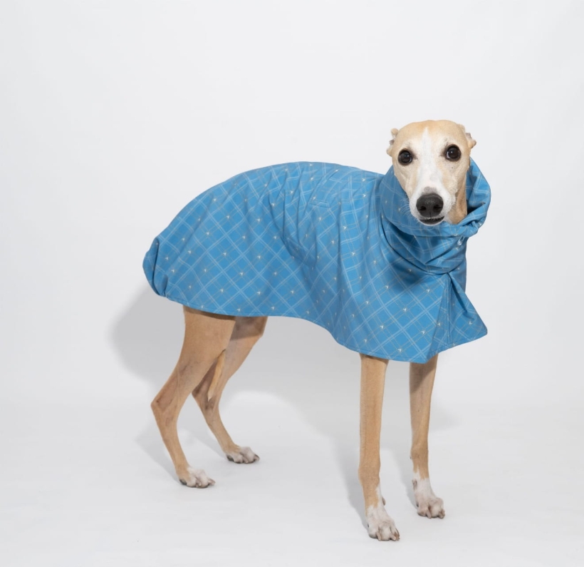 płaszcz softshellowy dla charta, kolekcja Bloom niebieski  , na zdjeciu chart whippet