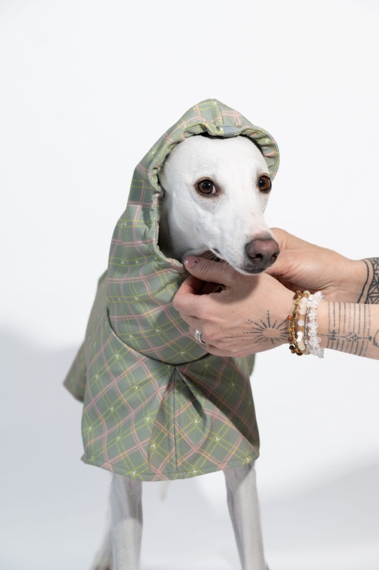 płaszcz softshellowy dla charta, kolekcja Bloom- Pomerdane zielony  , na zdjeciu chart whippet