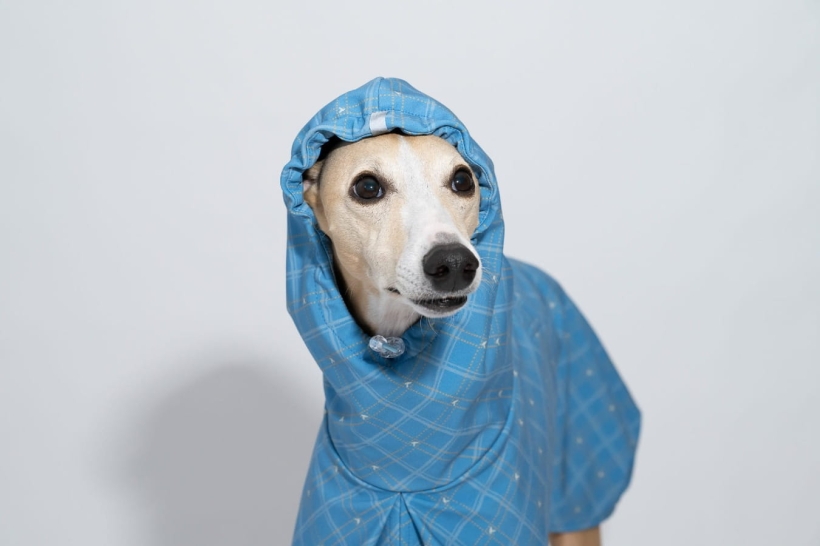 płaszcz softshellowy dla charta niebieski kolekcja  Bloom- Pomerdane , na zdjeciu chart whippet