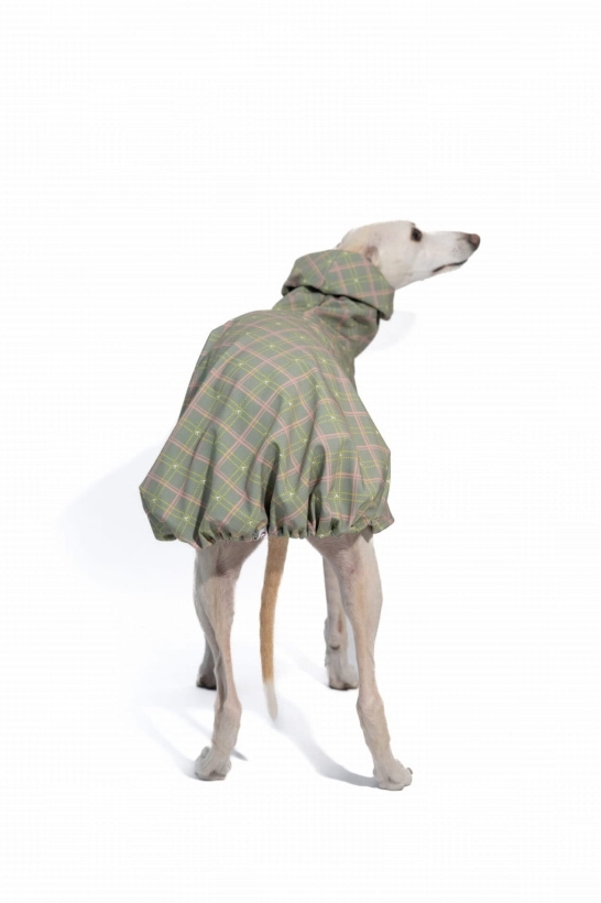 płaszcz softshellowy dla charta, kolekcja Bloom- Pomerdane zielony  , na zdjeciu chart whippet