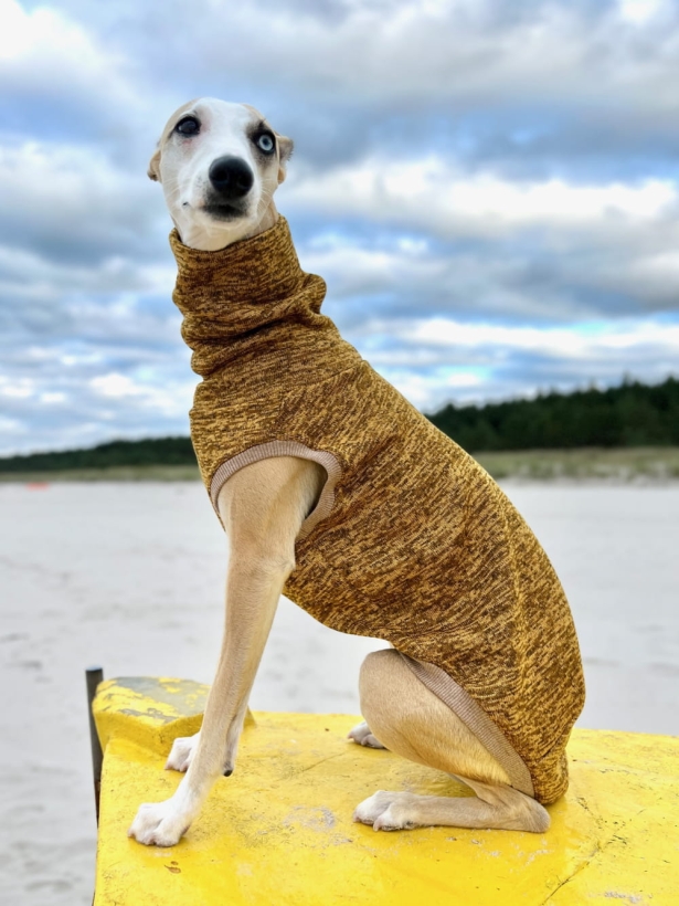 Bezrękawnik dla charta na plaży