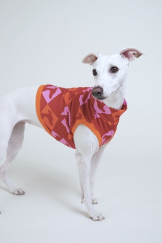 bezrękawnik dla charta, krótki top sportowy , na zdjeciu kremowy whippet w czerwonym topie