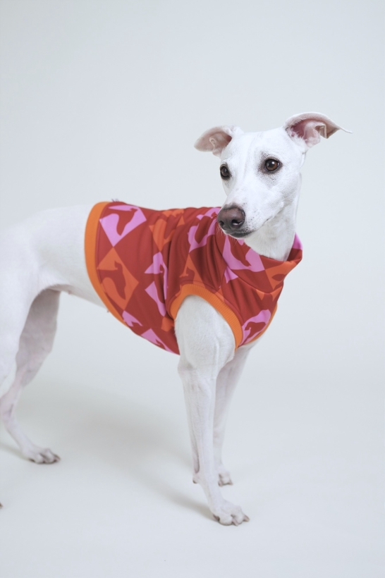 bezrękawnik dla charta, krótki top sportowy , na zdjeciu kremowy whippet w czerwonym topie