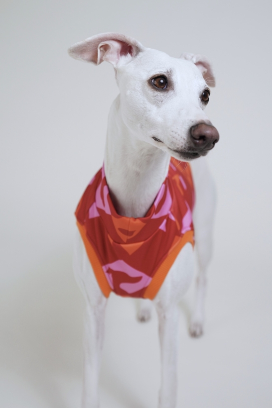 bezrękawnik dla charta, krótki top sportowy , na zdjeciu kremowy whippet w czerwonym topie