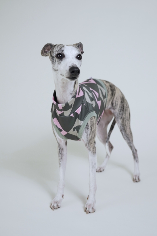 bezrękawnik , krótki top , na zdjęciu pręgowany whippet w zielonym topie