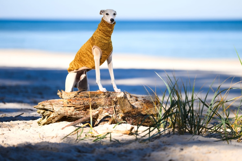 Bezrękawnik dla charta