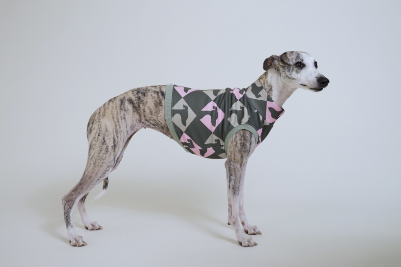 bezrękawnik top dla charta, krótki top , na zdjęciu pręgowany whippet w zielonym topie