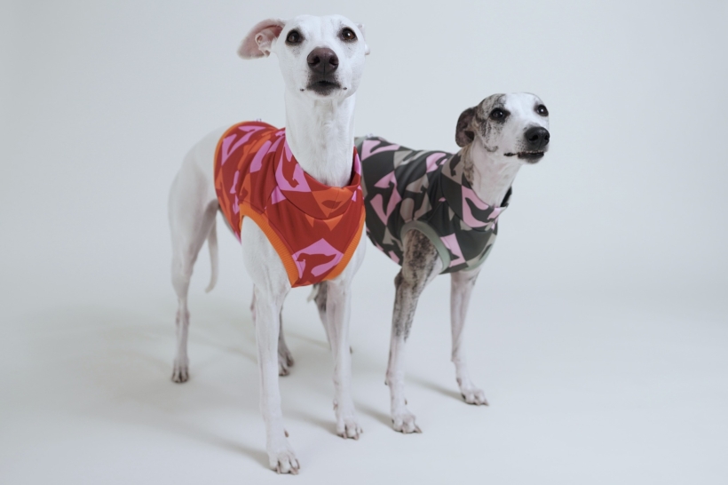 top sportowy, bezrękawnik dla charta, na zdjęciu dwa whippety kremowy i pręgowany w topach czerwonym i zielonym