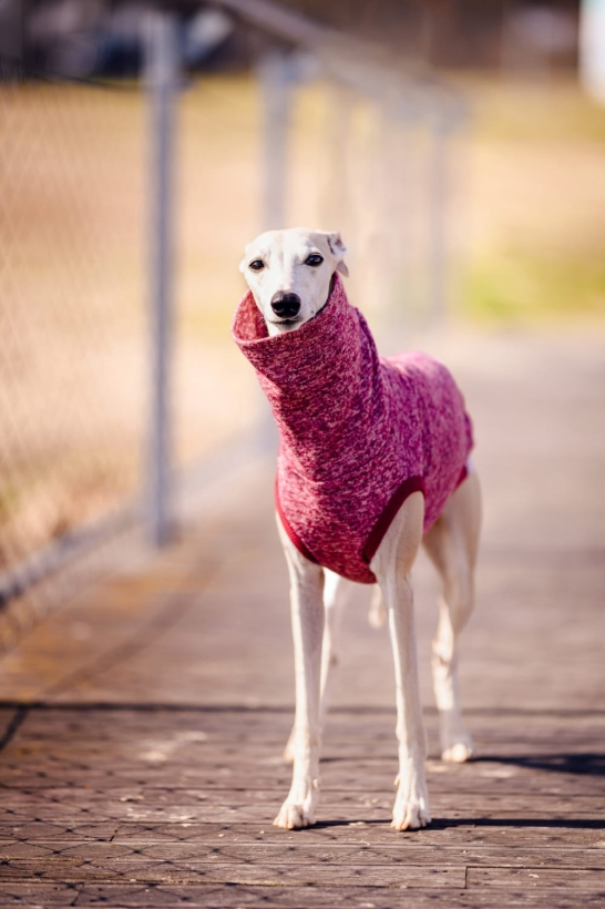 Bezrękawnik dla charta