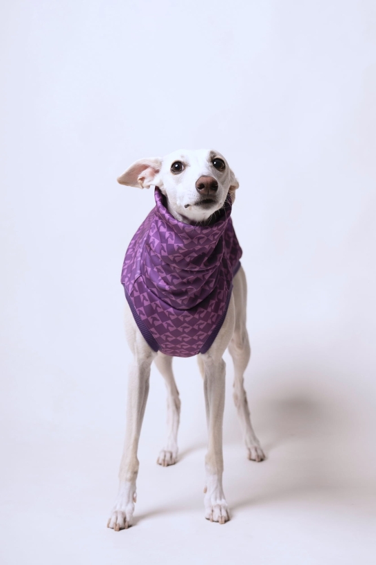 na zdjęciu piękny kremowy whippet w fioletowym bezrękawniku  we wzorze w charcie głowy, z długim kominem..