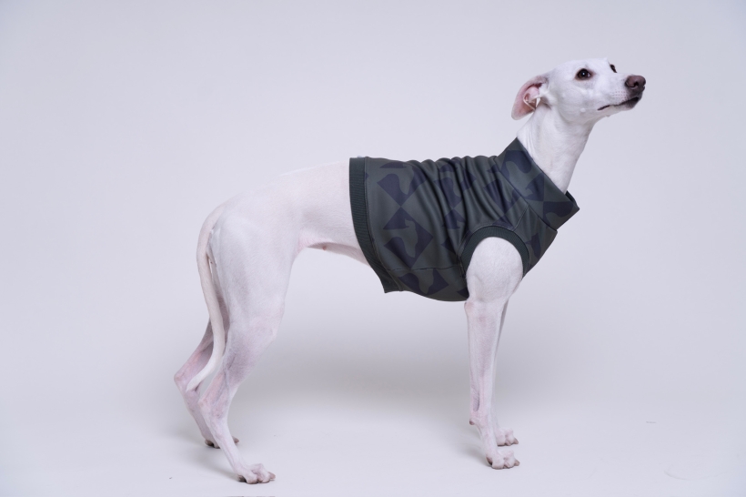 bezrękawnik dla charta, krótki top , na zdjeciu kremowy whippet w oliwkowym topie