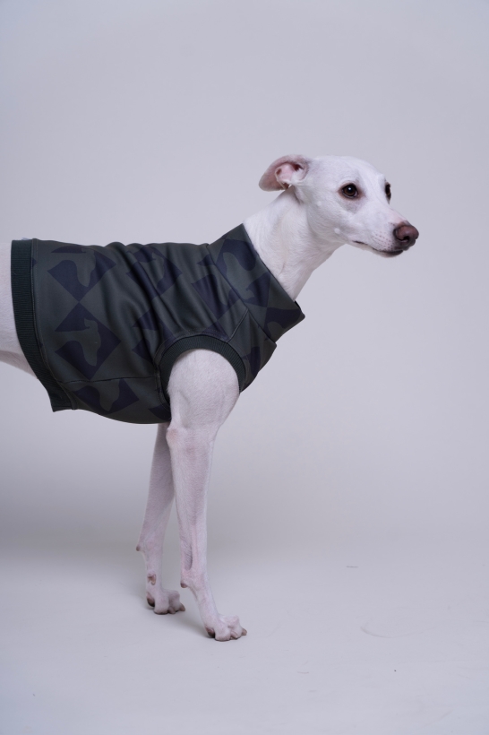 bezrękawnik dla charta, krótki top , na zdjeciu kremowy whippet w oliwkowym topie