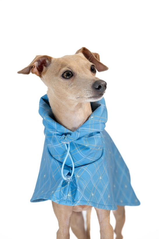 Płaszcz softshellowy dla charcika włoskiego, na zdjęciu płowy charcik w niebieskim płaszczu w kratkę