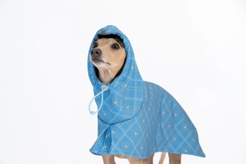 Płaszcz softshellowy dla charcika włoskiego, na zdjęciu płowy charcik w niebieskim płaszczu w kratkę