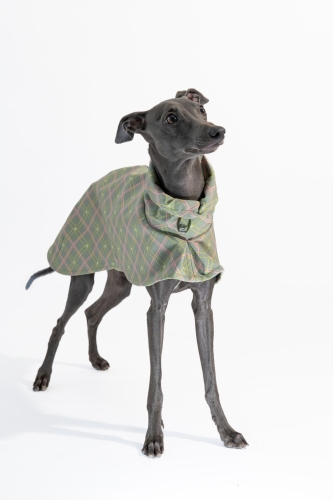 Płaszcz softshellowy dla charcika włoskiego, na zdjęciu czarny charcik w zielonym płaszczu w kratkę