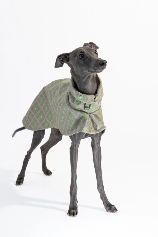 Płaszcz softshellowy dla charcika włoskiego, na zdjęciu czarny charcik w zielonym płaszczu w kratkę