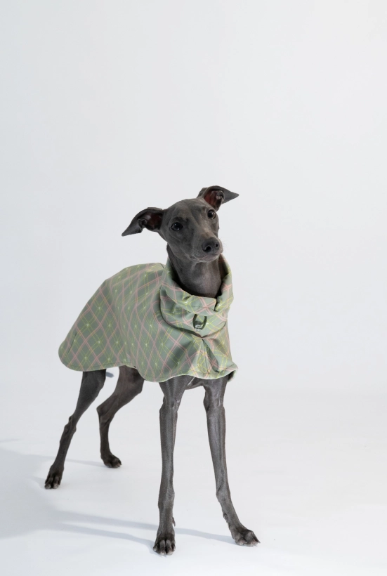 Płaszcz softshellowy dla charcika włoskiego, na zdjęciu czarny charcik w zielonym płaszczu w kratkę