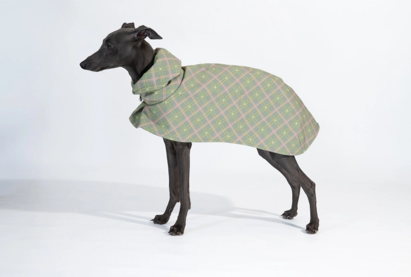 Płaszcz softshellowy dla charcika włoskiego, na zdjęciu czarny charcik w zielonym płaszczu w kratkę