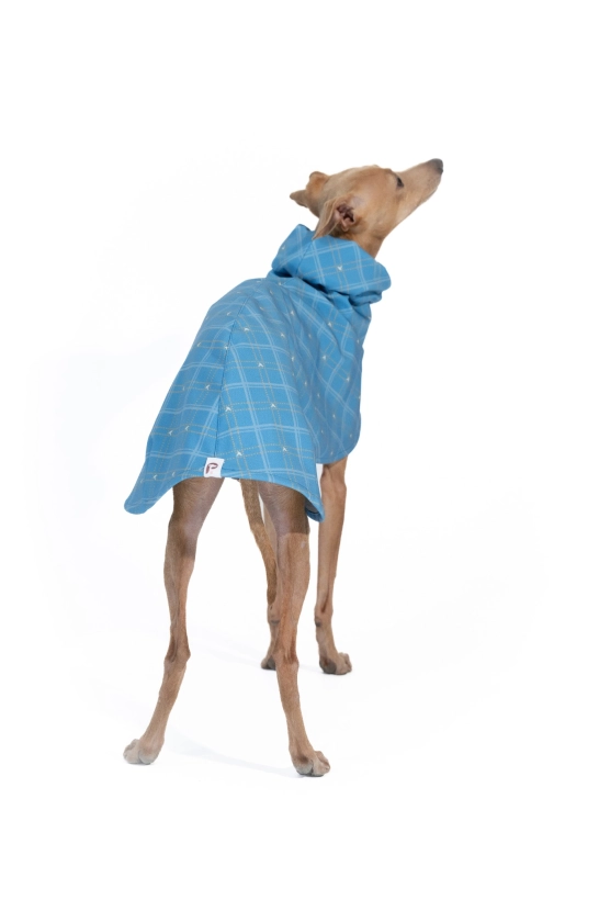 Płaszcz softshellowy dla charcika włoskiego, na zdjęciu płowy charcik w niebieskim płaszczu w kratkę