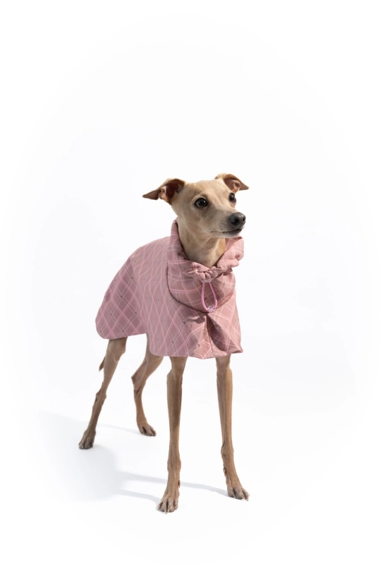 Płaszcz softshellowy dla charcika włoskiego, na zdjęciu płowy charcik w różowym płaszczu w kratkę