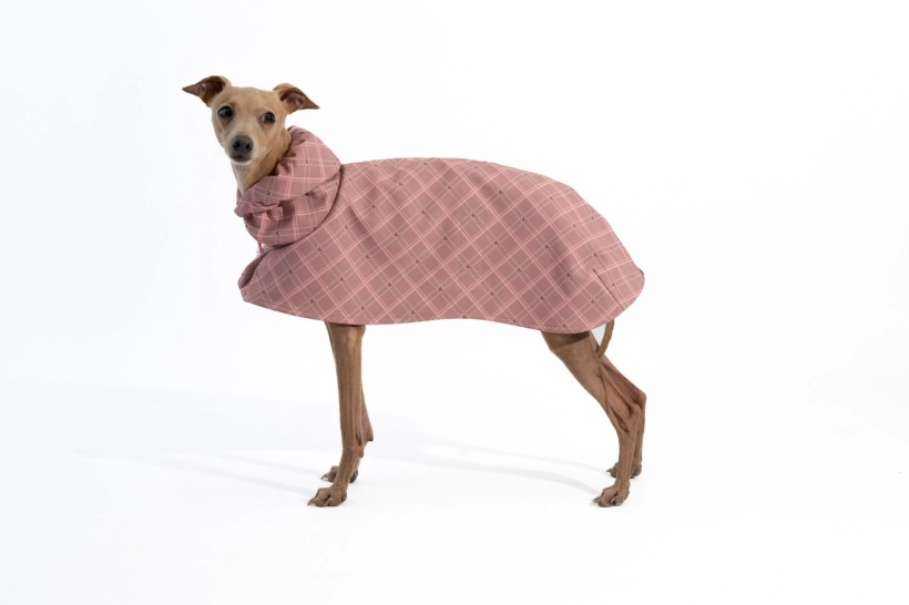 Płaszcz softshellowy dla charcika włoskiego, na zdjęciu płowy charcik w różowym płaszczu w kratkę