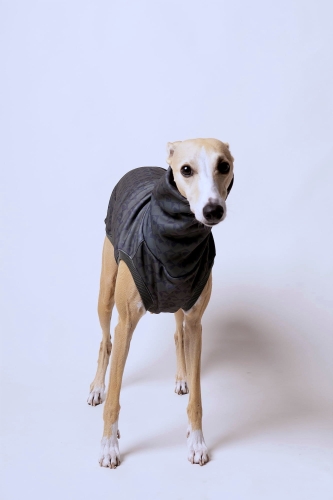 na zdjęciu piękny rudy whippet w bezrękawniku khaki sportowym we wzorze w charcie głowy, z długim kominem..