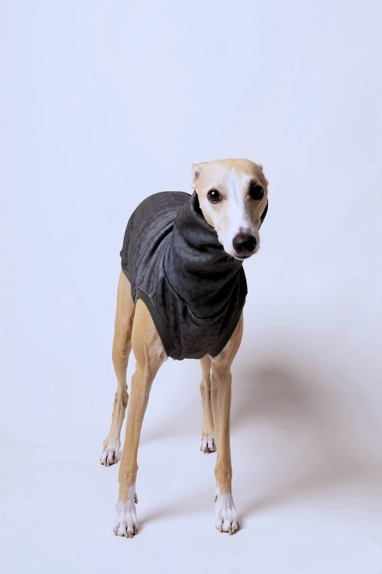 na zdjęciu piękny rudy whippet w bezrękawniku khaki sportowym we wzorze w charcie głowy, z długim kominem..