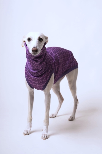 na zdjęciu kremowy whippet w bezrękawniku fioletowymsportowym stojący  we wzorze w charcie głowy, z długim kominem..