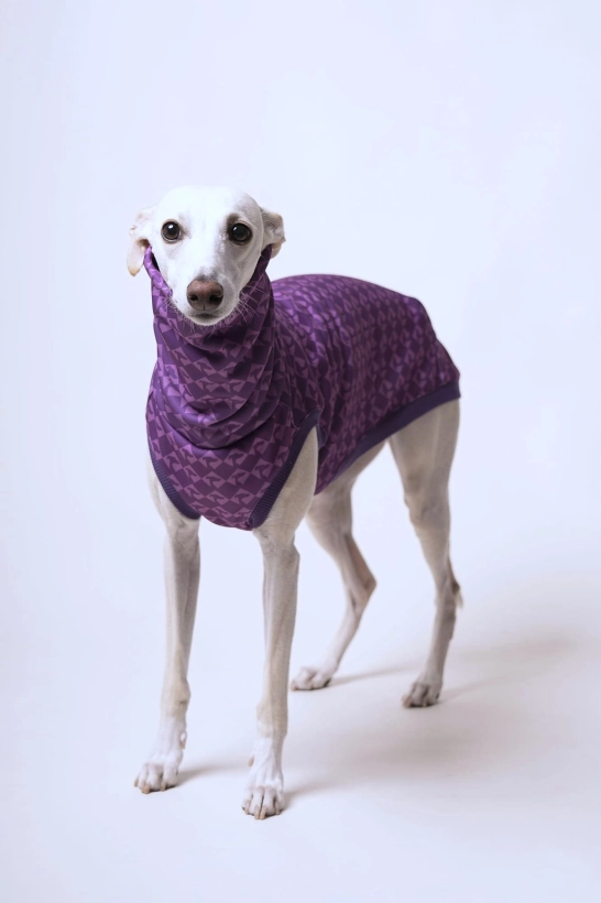 na zdjęciu kremowy whippet w bezrękawniku fioletowymsportowym stojący  we wzorze w charcie głowy, z długim kominem..