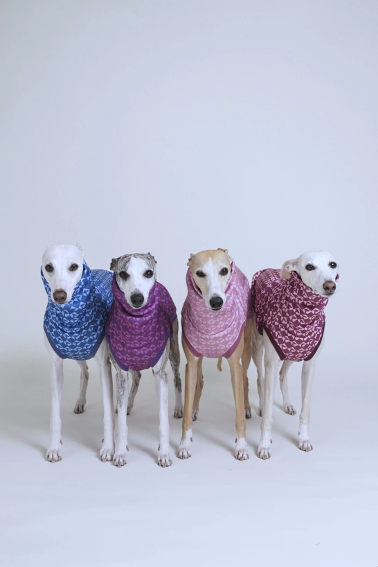 bezrękawnik sportowy dla charta GAPA, na zdjęciu cztery whippety w bezrękawnikach w czterech kolorach pomerdane