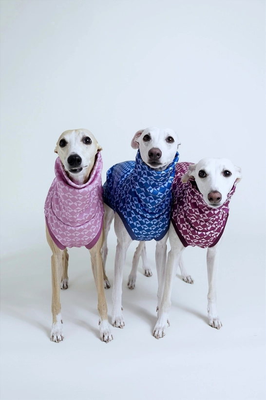 bezrękawnik sportowy dla charta GAPA, na zdjęciu cztery whippety w bezrękawnikach w czterech kolorach pomerdane