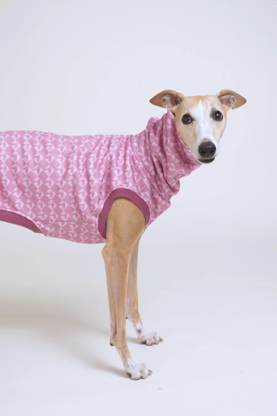 bezrękawnik sportowy dla charta , na zdjęciu whippet w brązowym bezrękawniku