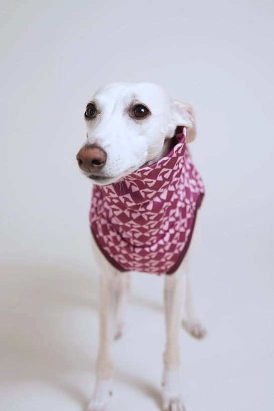 bezrękawnik sportowy dla charta , na zdjęciu whippet w  malinowym bezrękawniku