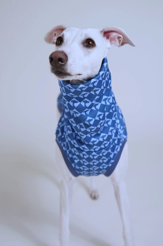 bezrękawnik sportowy dla charta , na zdjęciu whippet w  niebieskim bezrękawniku