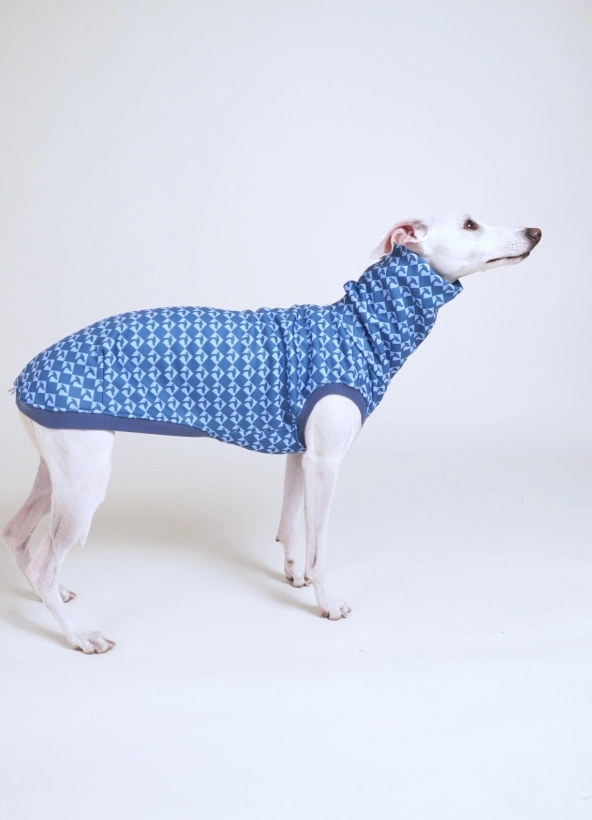 bezrękawnik sportowy dla charta , na zdjęciu kremowy whippet w  niebieskim bezrękawniku