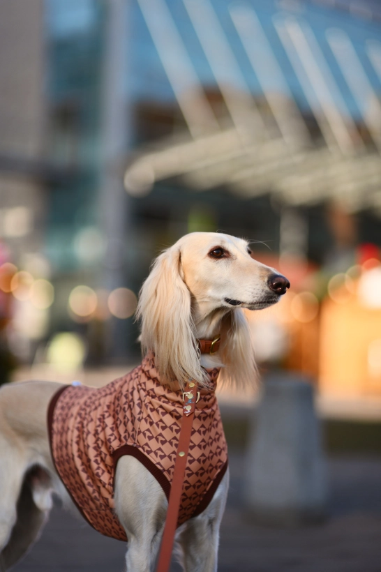 top sportowy GAPA , na zdjęciu chart saluki w brązowym topie