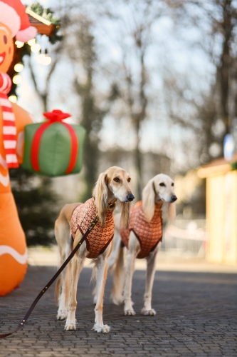 top sportowy GAPA , na zdjęciu  dwa charty saluki w brązowych topach