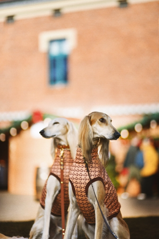 top sportowy GAPA , na zdjęciu  dwa charty saluki w brązowych topach