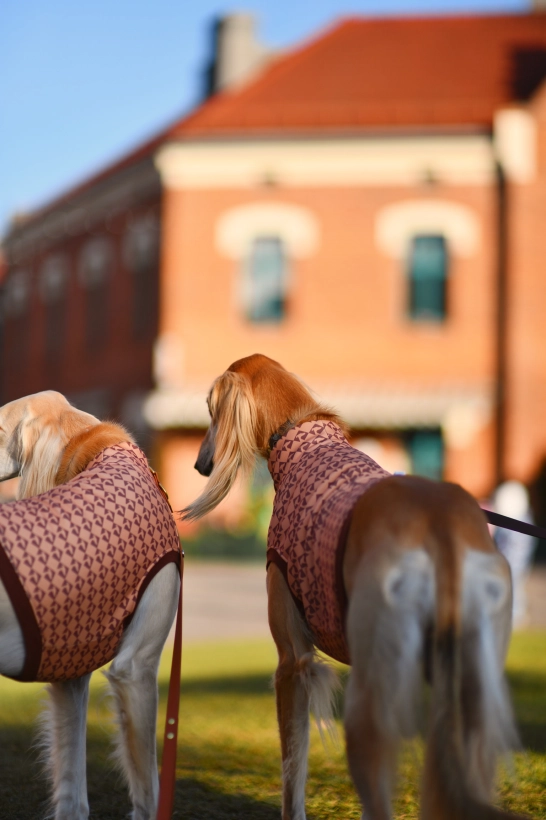 top sportowy GAPA , na zdjęciu  dwa charty saluki w brązowych topach