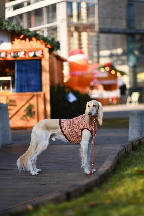 top sportowy GAPA , na zdjęciu chart saluki w brązowym topie