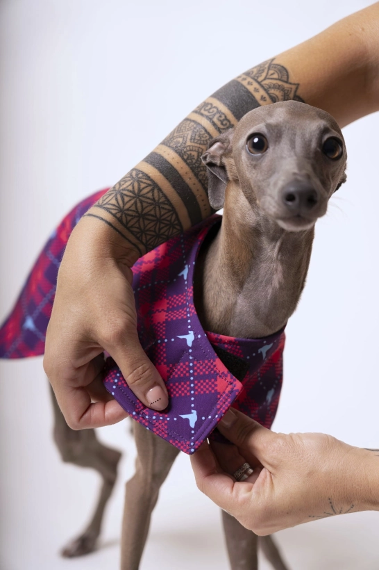 derka dla charta softshellowa