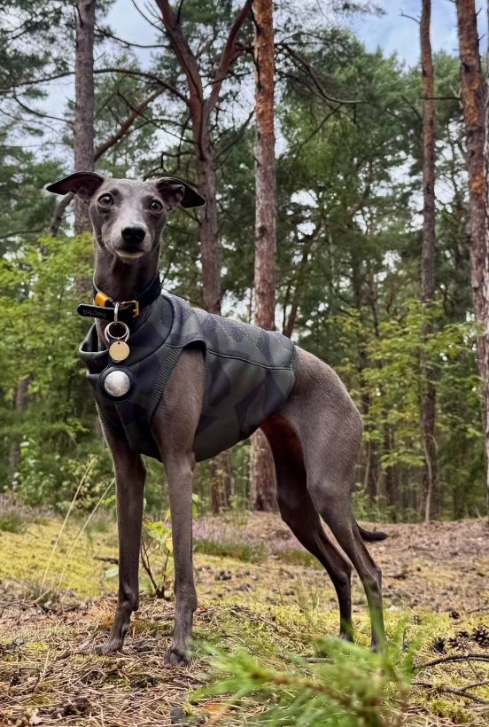 top sportowy GAPA dla charcika