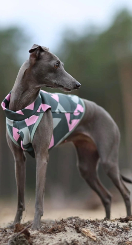 top sportowy GAPA dla charcika