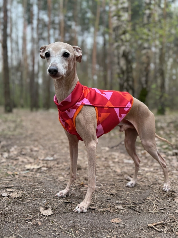 top sportowy GAPA dla charcika