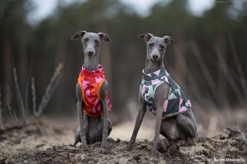 top sportowy GAPA dla charcika