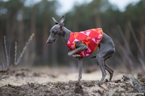 top sportowy GAPA dla charcika