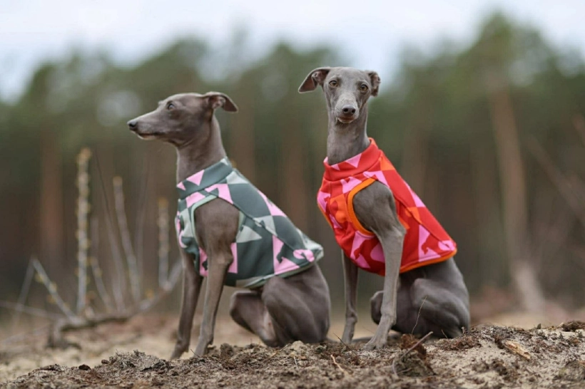 top sportowy GAPA dla charcika