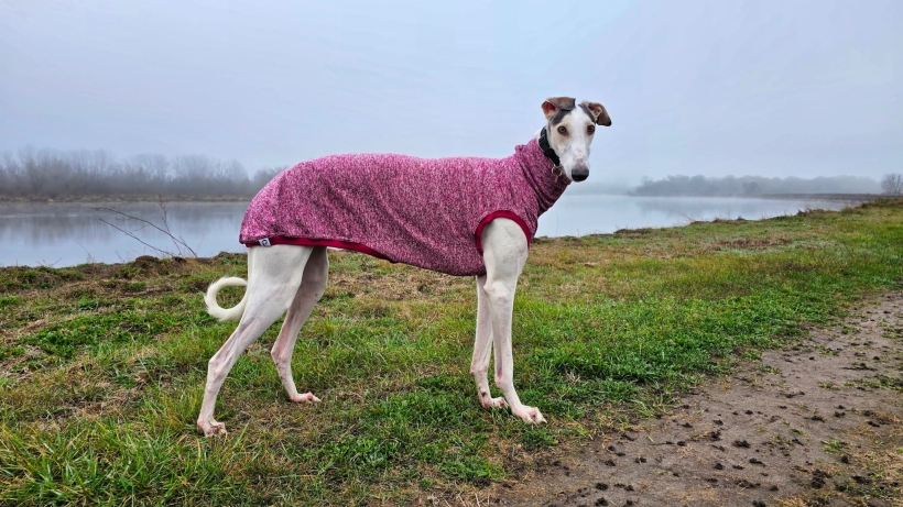 bezrękawnik dla charta