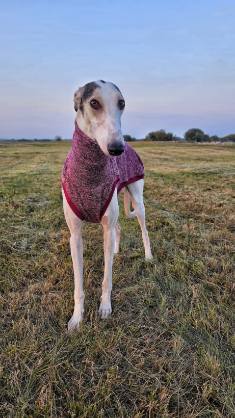 bezrękawnik dla charta