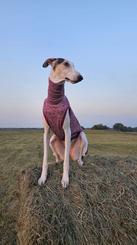 bezrękawnik dla charta